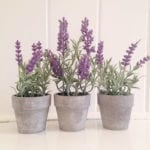 Mini Potted Lavender Plants