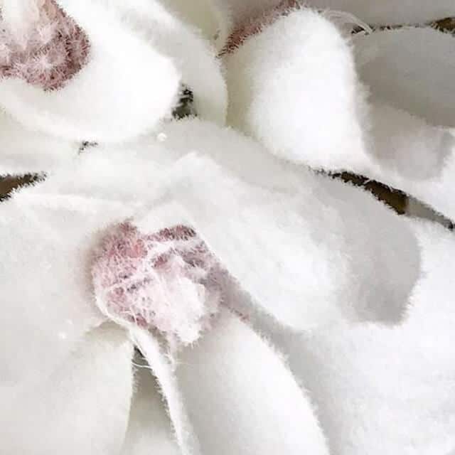 Snowy Magnolia Bundle Close Up
