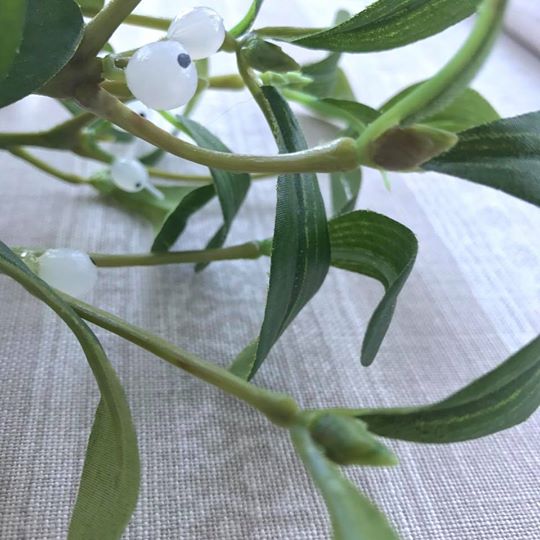 Mistletoe Branch Close Up