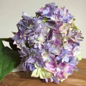 Hydrangea Lilac-Blue