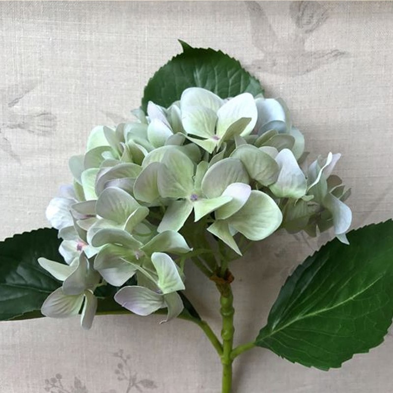 Hydrangea - Pale Lilac-Green