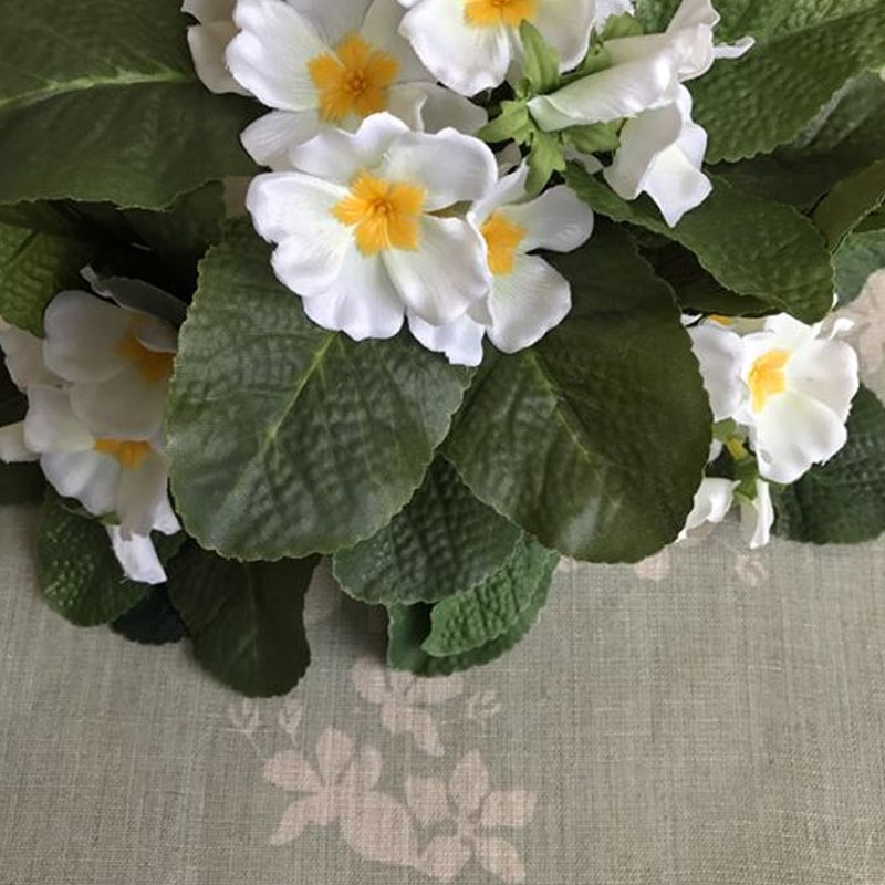Primrose Plant - White